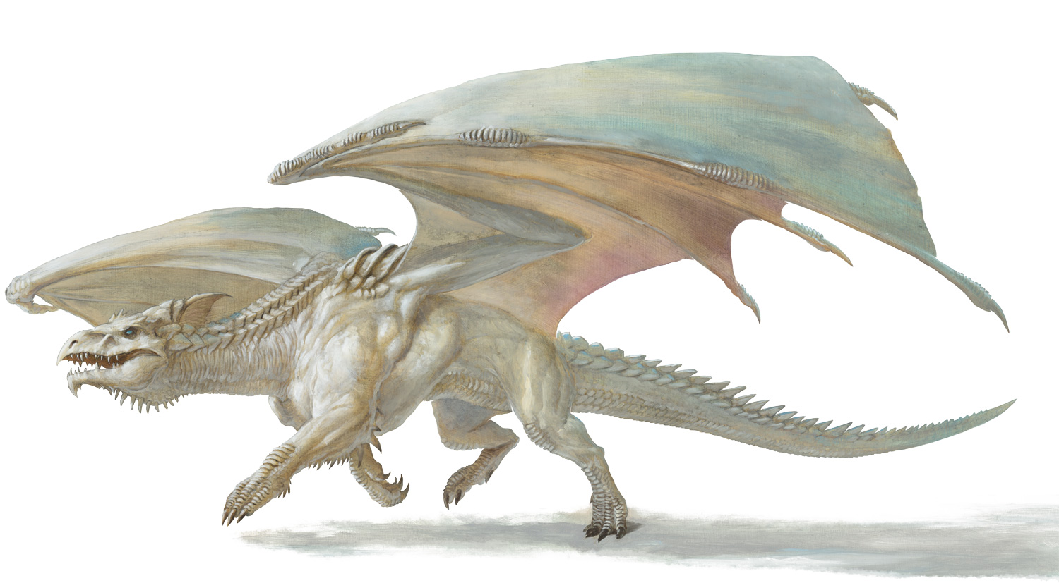 Dragon, White (Adult)